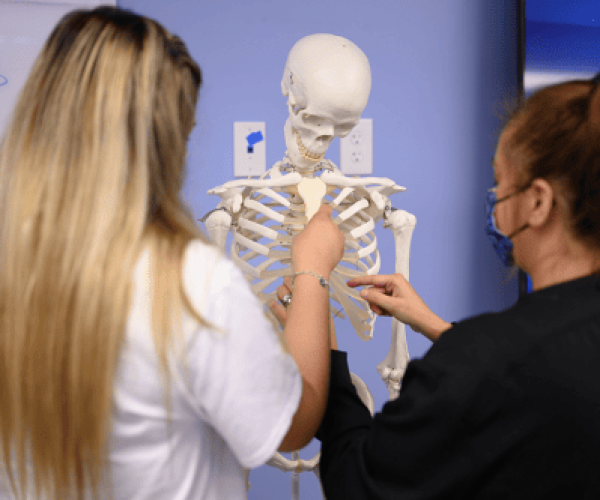 Medical Assistants Reviewing Skeleton